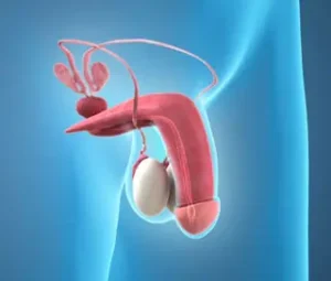 يهدف العلاج في العيادة إلى استعادة القدرة الجنسية بشكل طبيعي وتحسين جودة الحياة الزوجية مع الحفاظ على أعلى معايير الخصوصية والسرية الطبية. كما يتم متابعة المريض بعد بدء العلاج لضمان الحصول على أفضل النتائج وتعديل الخطة العلاجية عند الحاجة. يحرص الدكتور أسامة عبد الكريم على تقديم استشارة طبية دقيقة وخيارات علاجية حديثة تتناسب مع حالة كل مريض، مما يساعد على تحقيق نتائج فعالة وآمنة بإذن الله.